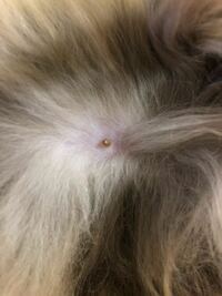 うちの猫の首に乳首状のいぼを発見しました いつものように Yahoo 知恵袋