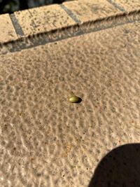 自宅のベランダに画像のような種 がたくさん転がっていました 鳥の糞なよう Yahoo 知恵袋