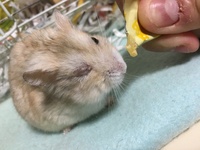 猫の固まってこびりついてて中々とれない目やにをとる方法を教え Yahoo 知恵袋