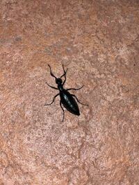 マイマイカブリやオサムシの採集について質問がありますマイマイカブ Yahoo 知恵袋