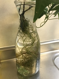 花瓶に挿しているアイビー 水挿し の茎から根が伸びてきました すると Yahoo 知恵袋