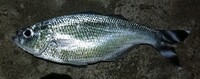 夜釣りで大物狙いでブッコミ釣りみたいな感じで投げとくならエサは虫エサ Yahoo 知恵袋