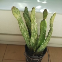 この植物名知っている方いたら教えて下さい このサボテンは 土が足りずこん Yahoo 知恵袋