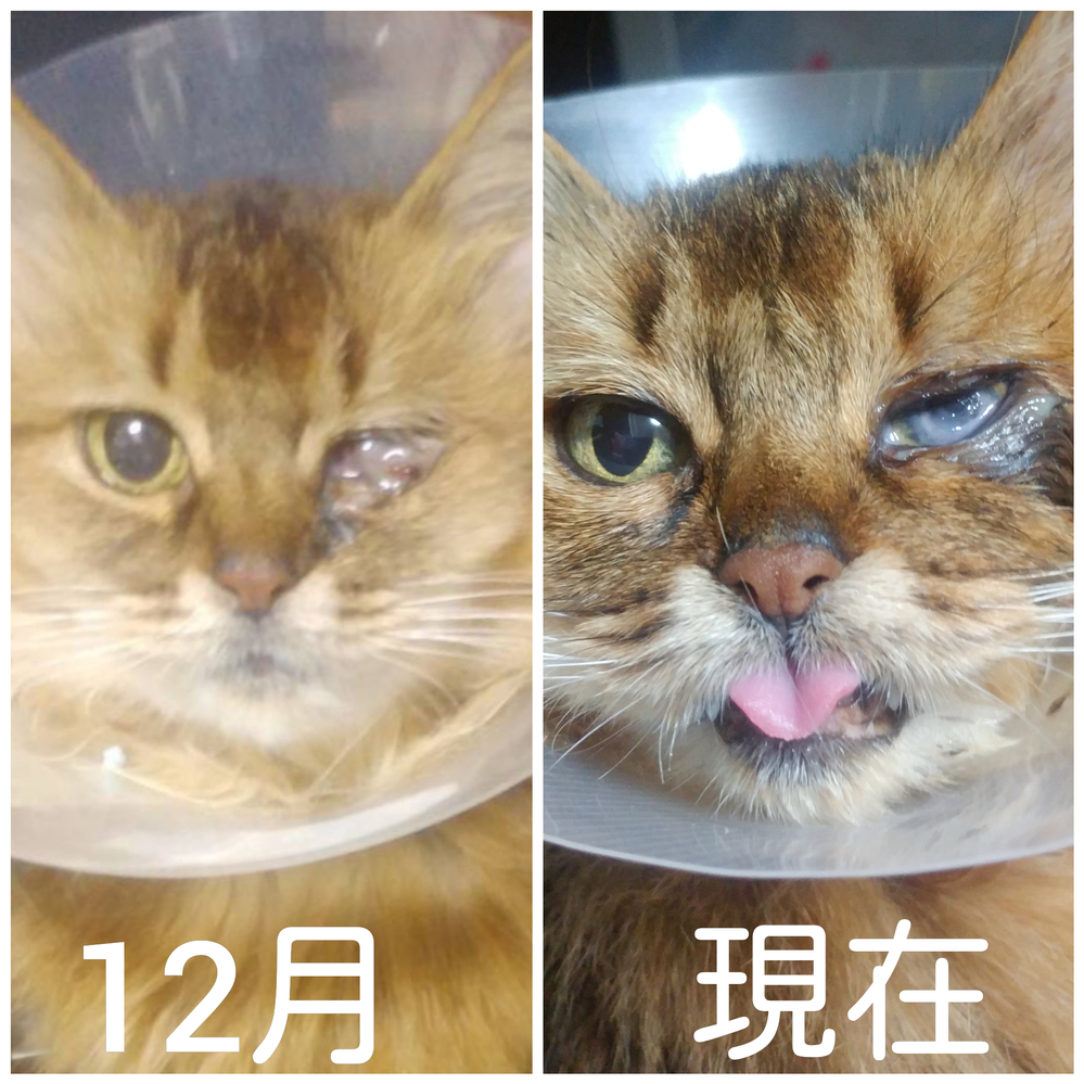 猫の角膜炎 12月初めくらいに 猫がボロボロ涙を流して目ヤニまみれになっ Yahoo 知恵袋