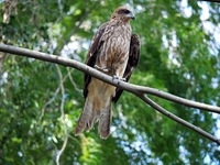 流山にあるおおたかの森って 大鷹いるんですか いるみたい Yahoo 知恵袋