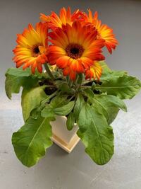 育て始めて5日目のガーベラです 花を育てるのは人生で初め Yahoo 知恵袋