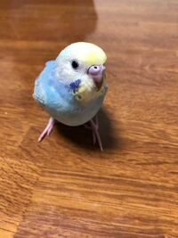 セキセイインコのなつかせ方 僕は生後3週間のセキセイインコを飼い始めま Yahoo 知恵袋