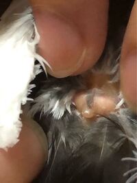 文鳥との遊び方などについて わたしは 文鳥を飼っています生後9ヶ Yahoo 知恵袋