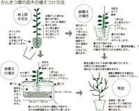 レモンの棒苗についてホームセンターで購入した苗木を地植えしました購入時の Yahoo 知恵袋