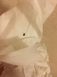 家のアサガオに超小さな白い虫 飛びます がいます 写真に撮るのも難しく Yahoo 知恵袋