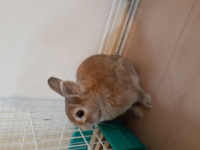 このネザーランドドワーフは フォースドワーフとトゥルードワーフどっち寄り Yahoo 知恵袋