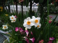 花の名前を教えてください 日本水仙では無いのは分かっていますが Yahoo 知恵袋