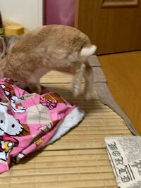 うさぎの斜頚 初期症状について 現在傾きは初期状態ですが 食欲がない時とある Yahoo 知恵袋