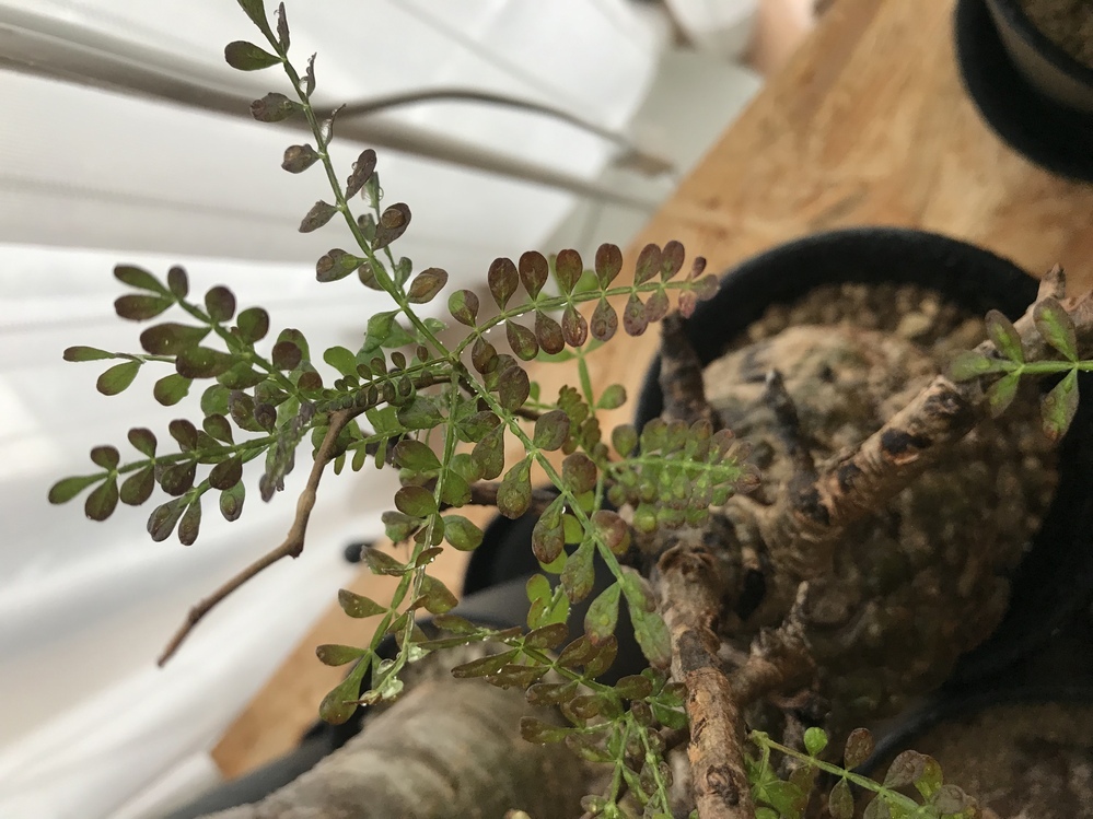 ２箇所芽吹オペルクリカリアパキプス 根差し - 植物/観葉植物