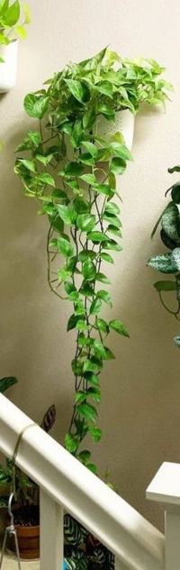 西日しか当たらない部屋である事を気づかずに観葉植物を買ってしまいま Yahoo 知恵袋