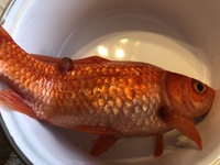 先日 8年ほど飼育していた金魚が死にました ちょうど半年前から Yahoo 知恵袋