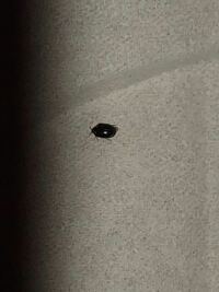 今日の昼布団から起きたらこんな小さい黒い虫がいましたこれはもし Yahoo 知恵袋