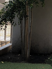 シマトネリコについて 植えてから3年目のシマトネリコ高さは3m Yahoo 知恵袋