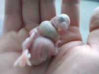 生後1週間ほどのセキセイインコの赤ちゃんですが 母親が餌を与えてるのです Yahoo 知恵袋
