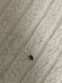 灰みがかった青緑 殿茶色 を英語で表現するとどう言えますか Grayi Yahoo 知恵袋