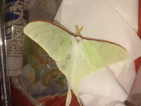 この蛾何に見えます オオミズアオかオナガミズアオ 色 Yahoo 知恵袋