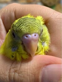 一人暮らしでセキセイインコを飼いたいと思っています アドバイスをお願いしま Yahoo 知恵袋