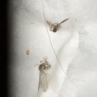 コバエが大量発生 コバエが大量発生しています なんていうコ Yahoo 知恵袋