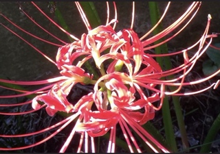 この花の名前と花言葉わかる方いらっしゃいませんか ヒガンバナといい Yahoo 知恵袋