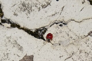 このてんとう虫は何星てんとうですか Yahoo 知恵袋