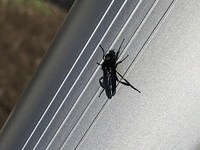 庭の芝生に大量の小さい虫がいます 歩くといっせいに飛び跳ねます Yahoo 知恵袋