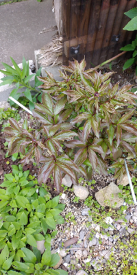 庭の芍薬が花が咲きません 去年購入し 庭に花壇を造り植えたのですが 今年 Yahoo 知恵袋