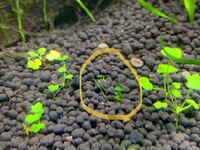 オーストラリアンノチドメに紛れて植えた覚えのない水草が生えてき Yahoo 知恵袋