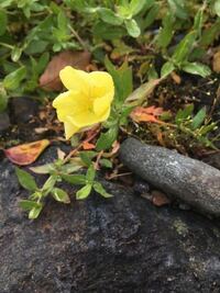 黄色いこの花は道端に生えている花ですか 名前は何ですか オオキバナ Yahoo 知恵袋