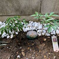 庭の芍薬が花が咲きません 去年購入し 庭に花壇を造り植えたのですが 今年 Yahoo 知恵袋