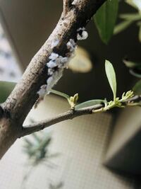 昆虫に詳しい方に質問です オリーブの木に何かの幼虫らしき Yahoo 知恵袋