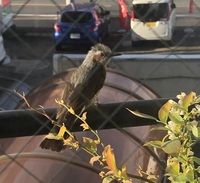 この鳥はヒヨドリでよろしいでしょうか 家のベランダのブルーベリーの花に来 Yahoo 知恵袋