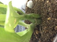 野菜の苗は毎年ホームセンターで購入していましたが 今年は種苗店 Yahoo 知恵袋