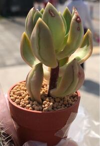 多肉植物について 多肉植物を初めて購入したのですが これは Yahoo 知恵袋