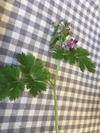 庭をこれが占領してます葉っぱはイタリアンパセリ風なのですが 花がピンクで Yahoo 知恵袋