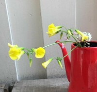 黄色いこの花は道端に生えている花ですか 名前は何ですか オオキバナ Yahoo 知恵袋
