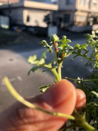 この虫はなに 植えてる花にいっぱいついてますネモフィラに Yahoo 知恵袋