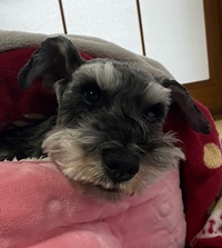 シュナウザーってかわいいと思いますか 我が家では犬を飼って Yahoo 知恵袋