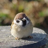 スズメみたいな体型の鳥が飼いたいです シュッとした感じで Yahoo 知恵袋