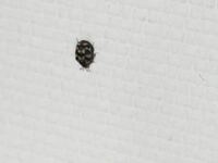 家の壁にてんとう虫みたいな黒い虫がいました この虫はなんて言う虫で Yahoo 知恵袋