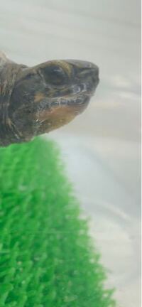 急いでます 教えてください ニホンイシガメが泡を吹いています 病気 Yahoo 知恵袋