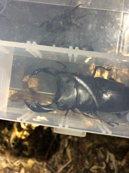 去年の夏に偶然オオクワガタを捕まえたのですが、この個体は放虫の 