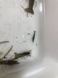 川で取ったエビですが なんでブルー色でしょうか 赤色のエビよく Yahoo 知恵袋