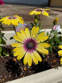 この花はなんですか マックスマムではないと思うのですが キク科のオ Yahoo 知恵袋