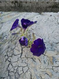 ラインのプロフィール画面 名前の下に花のマークがあるのは何ですか Yahoo 知恵袋