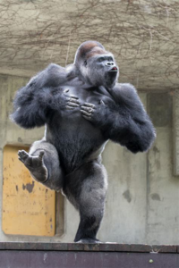 マッチョ自慢の男性は ゴリラにしか見えないのは私だけでしょうか Yahoo 知恵袋